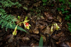 Bletia roezlii, photograph author not stated, no rights reserved