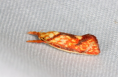 Crepidosceles chryserythra