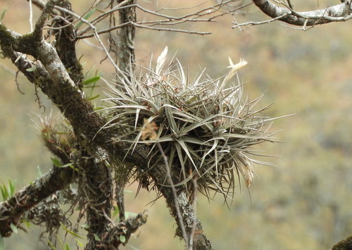 Tillandsia ixioides, photograph 6