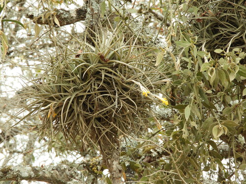 Tillandsia ixioides, photograph 5