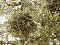 (c) Pablo H Capovilla, some rights reserved (CC BY) Tillandsia ixioides, photograph (c) Pablo H Capovilla, some rights reserved (CC BY)