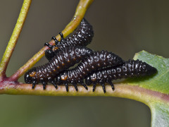 Paropsis aegrota elliotti