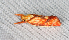 Crepidosceles chryserythra