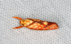 Crepidosceles chryserythra