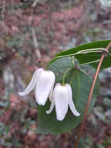 Clematis henryi