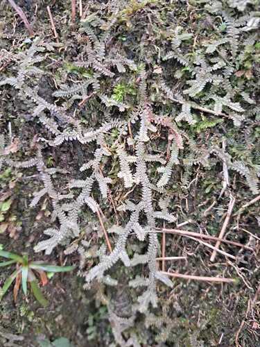 Selaginella davidii iNat (3)