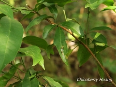 Papilio castor formosanus