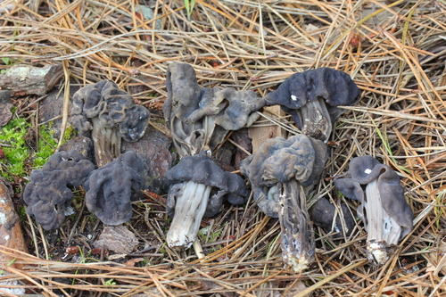 Western Black Elfin Saddle