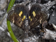Heliothela