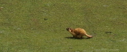 Long-tailed Marmot