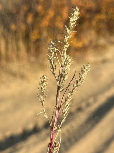 American Bugseed (Corispermum americanum)