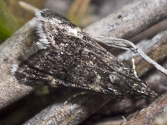 Heliothela