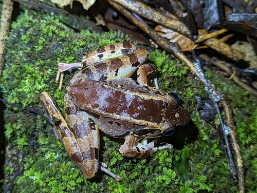 Hole-in-the-head Frog, Huia cavitympanum