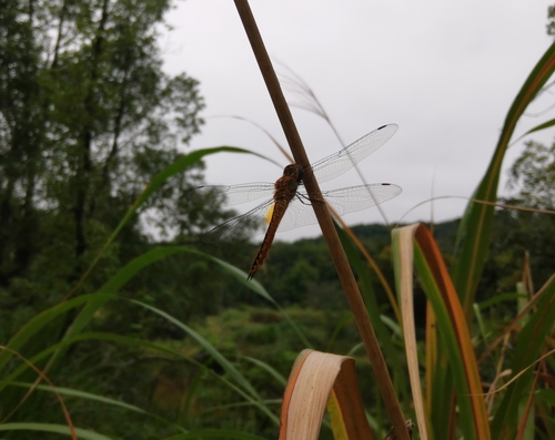 Wandering Glider