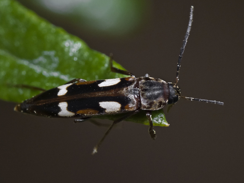 Callidircaea