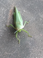 Orthoptera