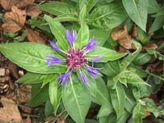 Centaurea montana