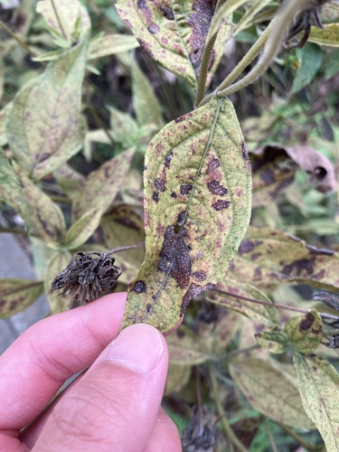Puccinia menthae