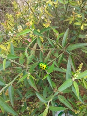 Chrysocoris purpureus