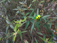 Chrysocoris purpureus
