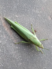 Orthoptera