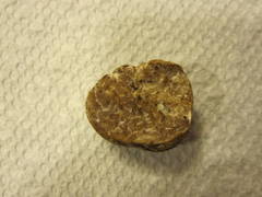 Tuber gibbosum