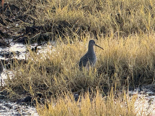 Long-billed Dowitcher