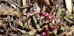 Eremophila debilis