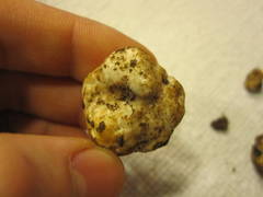 Tuber gibbosum