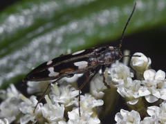 Callidircaea venusta