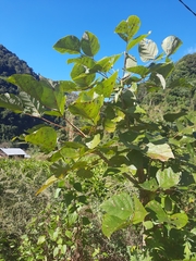 Erythrina arborescens