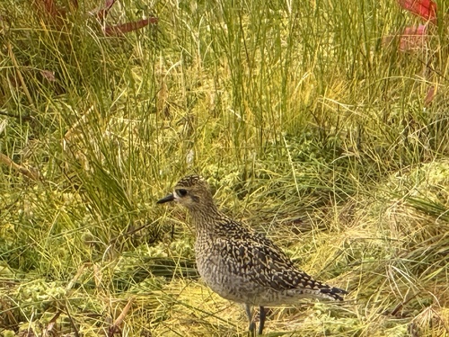 Pacific Golden-Plover