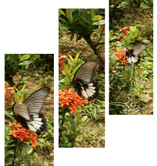 Papilio memnon agenor