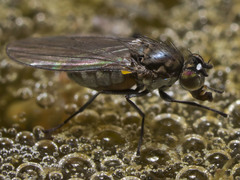 Hydrellia victoria