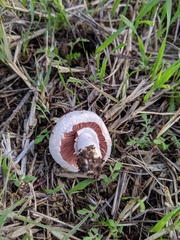 Agaricus