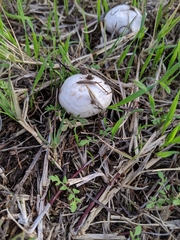 Agaricus