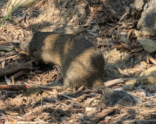 Franklin's Ground Squirrel observed by brooke_washburn