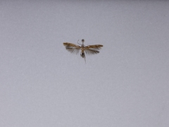 Amphixystis hapsimacha