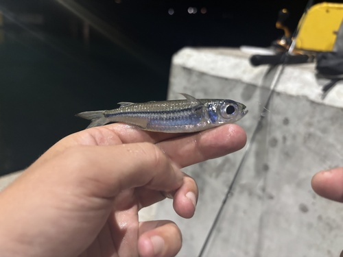 Endracht-koornaarvis (Atherinomorus endrachtensis) — Atherinidae — 2