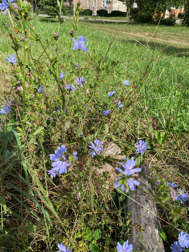 chicory