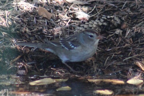 Gambel's White-crowned Sparrow photographed in Idaho