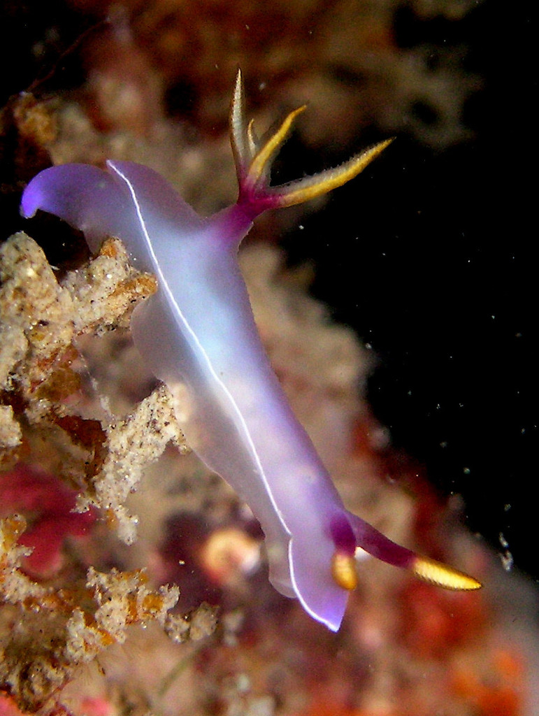 Lavender Split-tooth Dorid