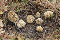 Morchella tridentina
