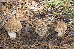 Morchella tridentina