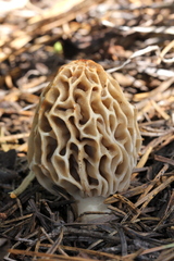 Morchella tridentina