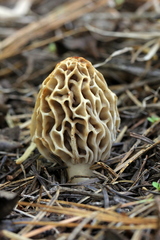 Morchella tridentina