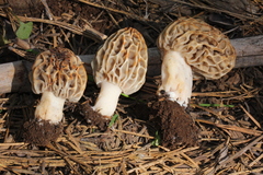 Morchella tridentina