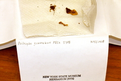 Psilocybe graveolens