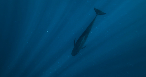 Photo of Short-finned pilot whale (Globicephala macrorhynchus)