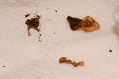 Psilocybe graveolens